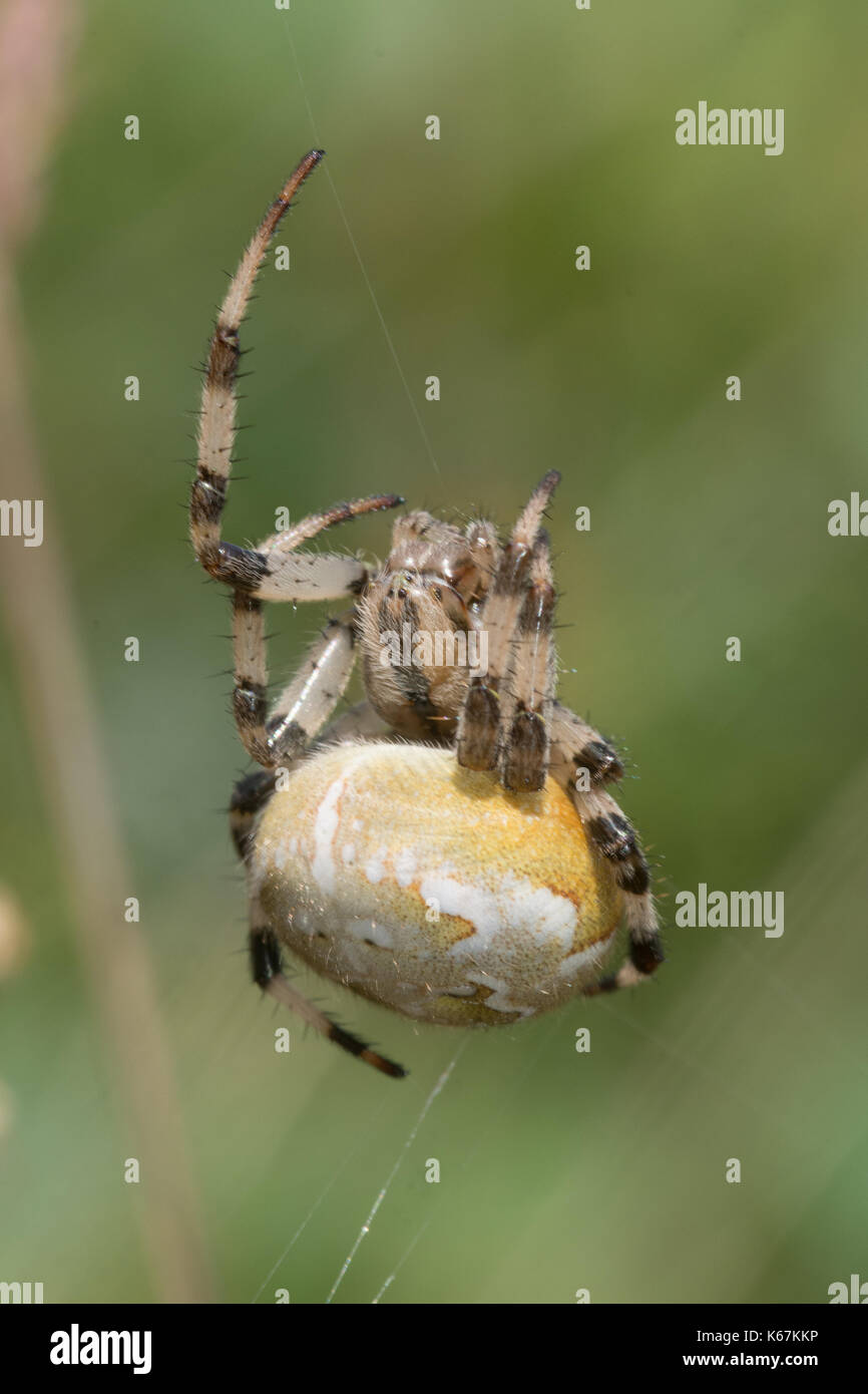 Close-up of female four-spotted orbweaver spider on a web in heathland in Hampshire, UK Stock Photo
