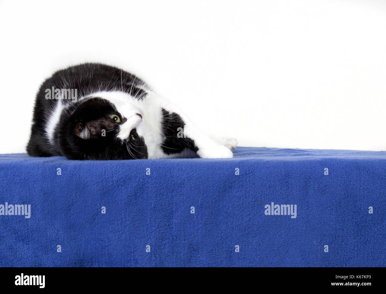 a lazy cute cat rolls over on its back in the studio Stock Photo Alamy