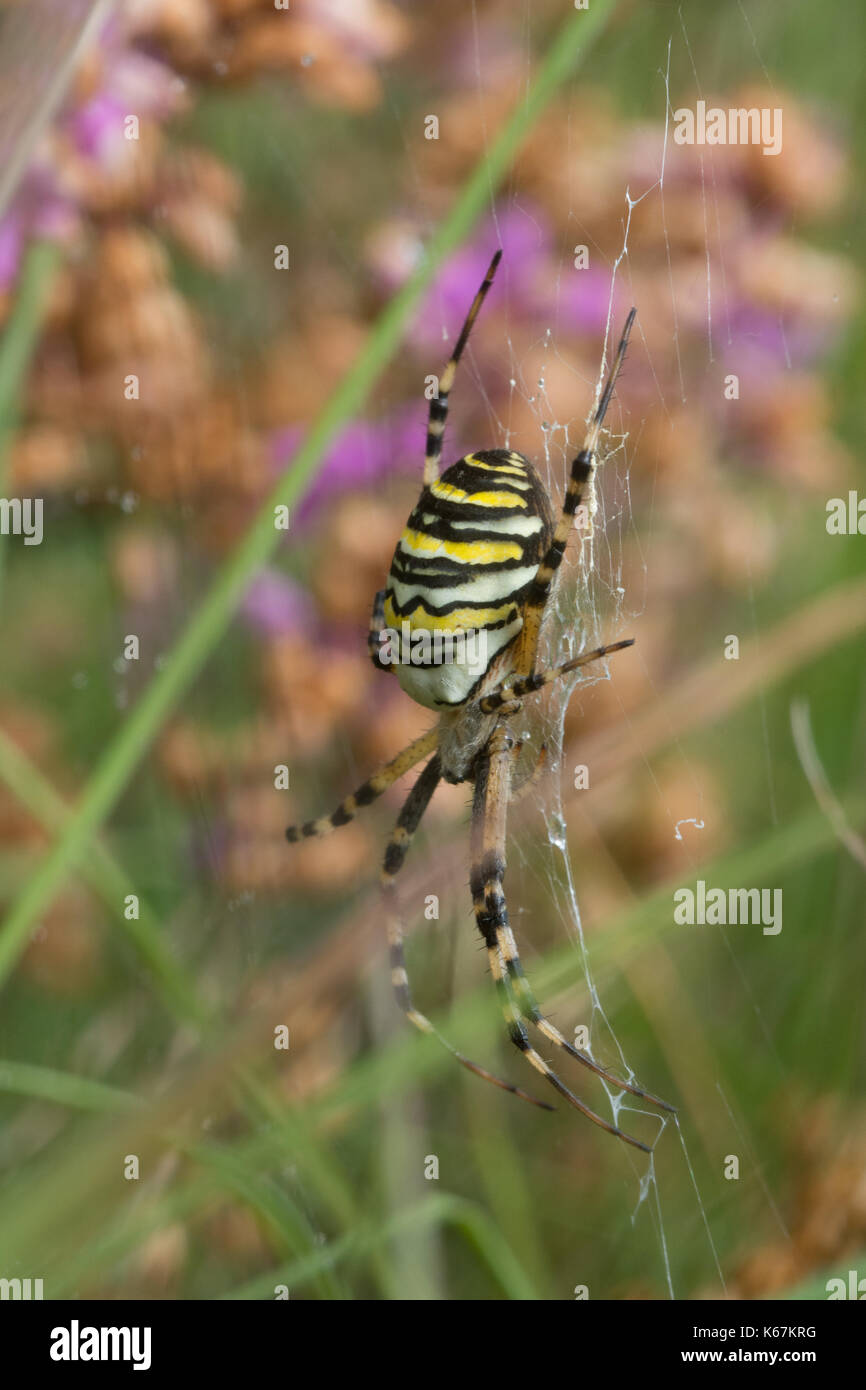 Close-up of wasp spider (Argiope bruennichi) in Hampshire, UK Stock Photo