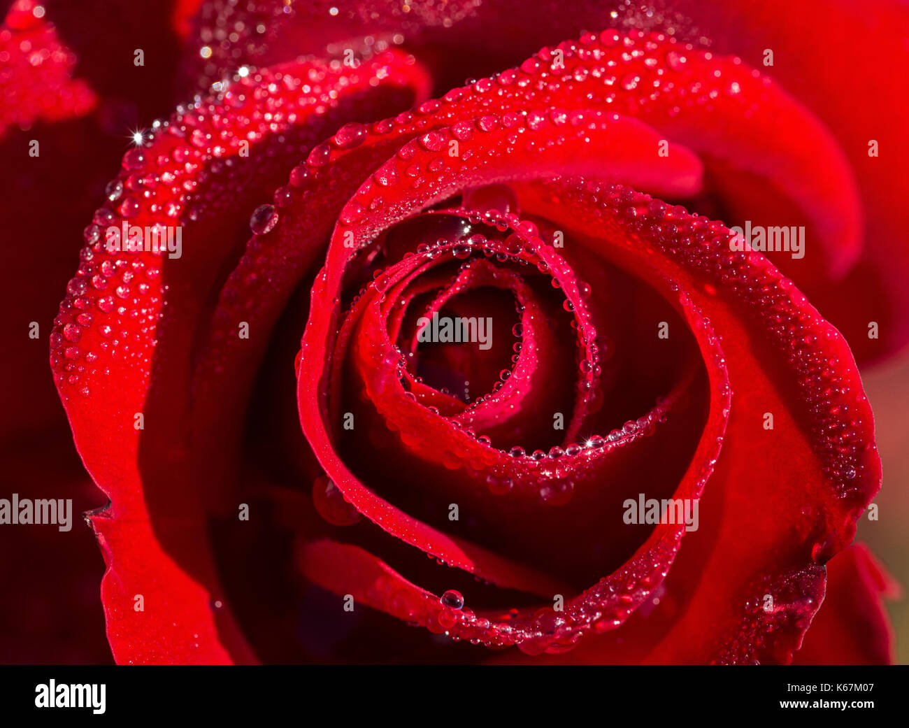 A rose is a rose Stock Photo Alamy