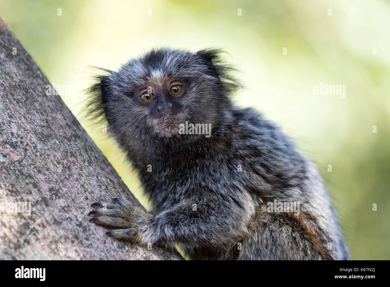 Macaco De Sagui Ou De Sagui Imagem de Stock - Imagem de brasil,  naturalizado: 146655377
