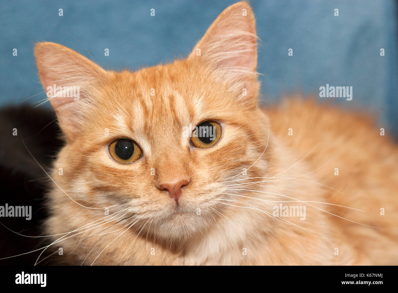 Orange cats male sales