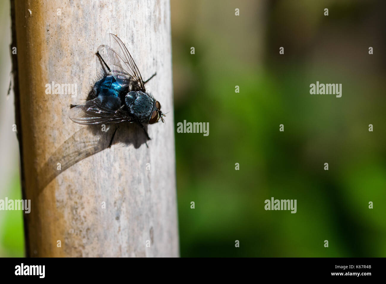 A blue bottle fly, or bottlebee, Calliphora vomitoria, resting on a reed before flying again. Found in a valley in the Maltese countryside, Malta. Stock Photo