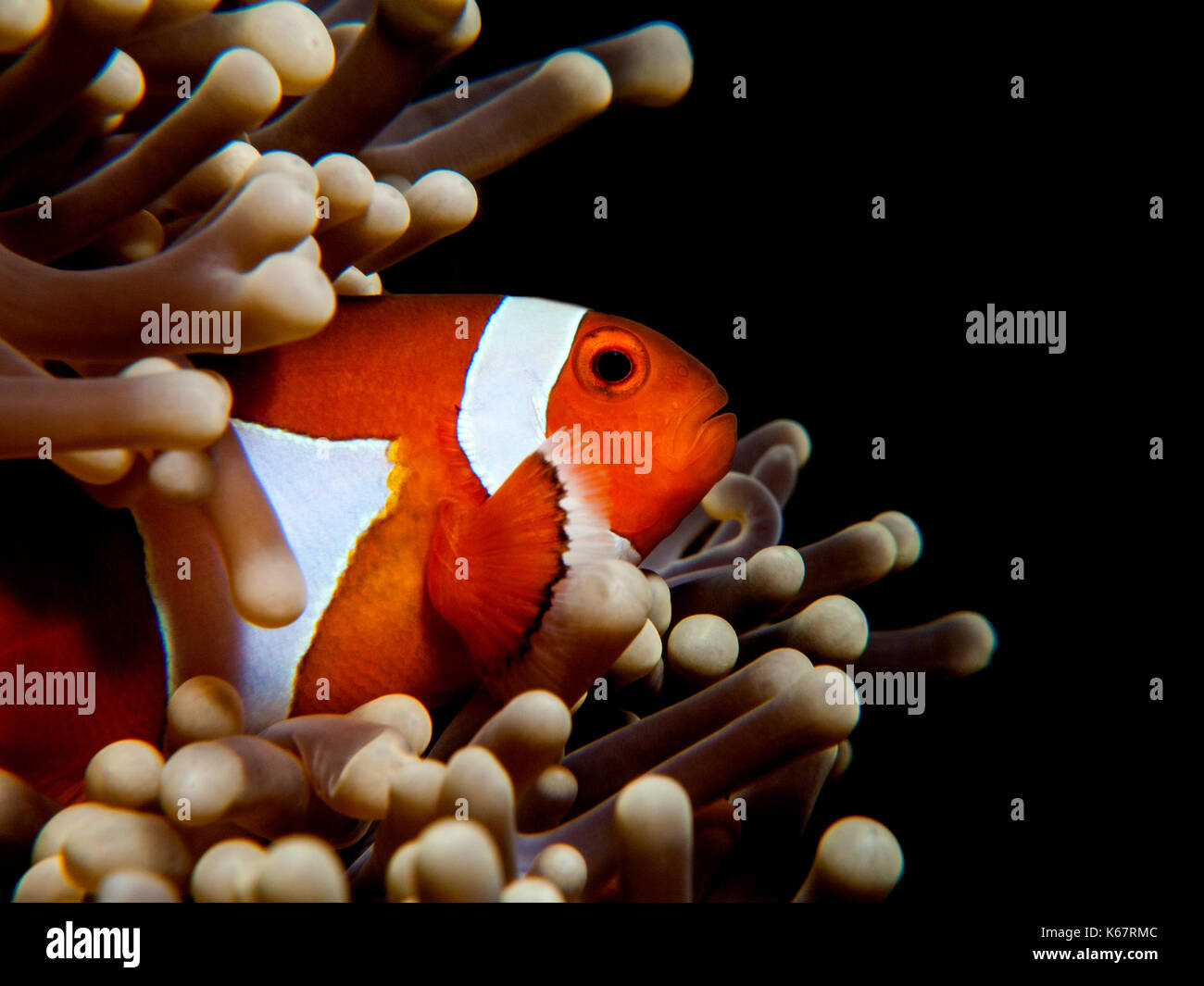 Clown anemone fish poking out of anemone Stock Photo