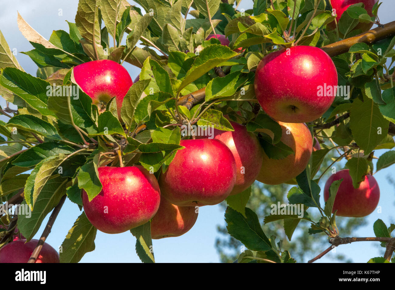 Apple orchards of central New York state Stock Photo - Alamy