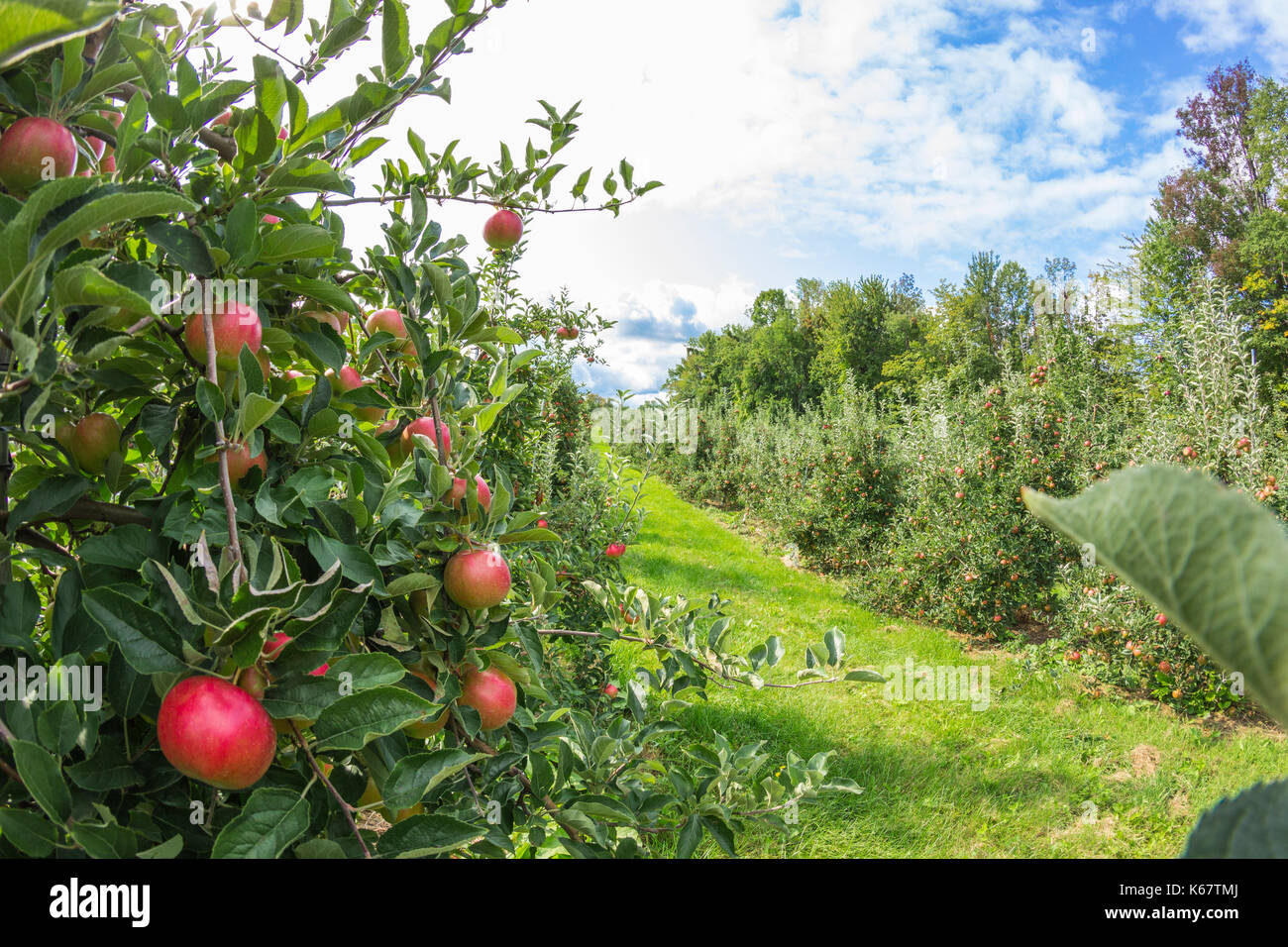 Apple orchards of central New York state Stock Photo Alamy