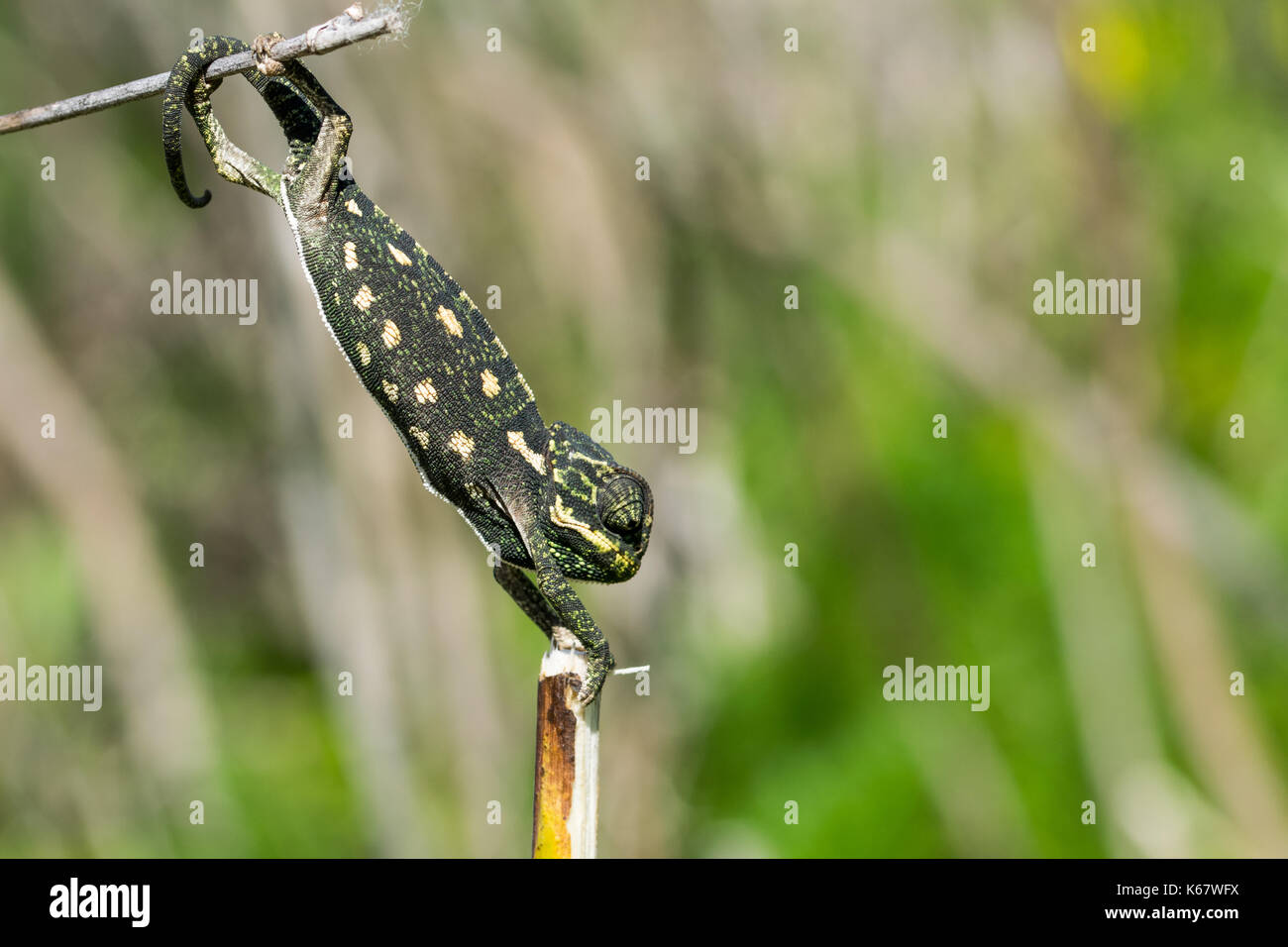 A baby chameleon in camouflage stretching to hold on to a fennel twig. Malta Stock Photo