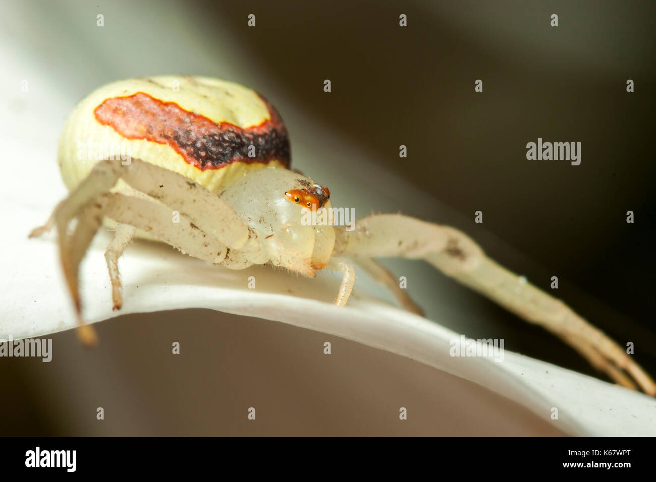 Crabspider hires stock photography and images Alamy