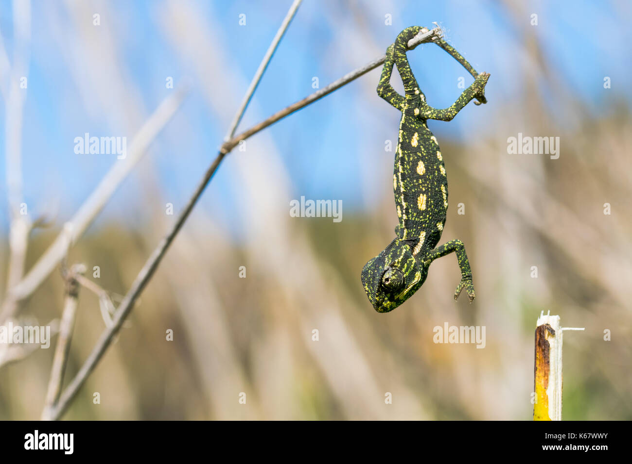 A baby chameleon holding on and trying to balance on a fennel twig, using its tail and legs. Maltese Islands, Malta Stock Photo