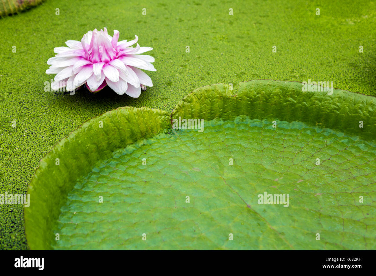Pink waterlily and and a giant lily pad surrounded by duckweed, Cambridge Botanic Gardens, Cambridge, UK Stock Photo