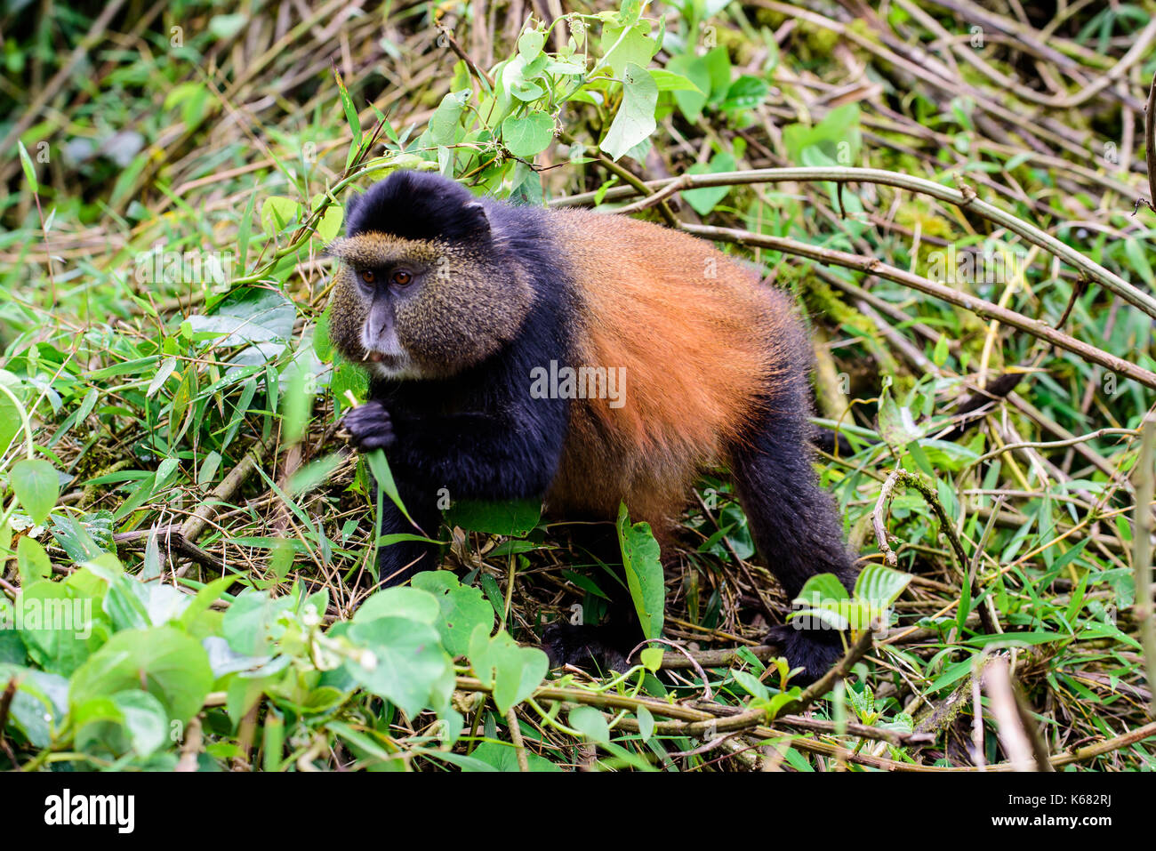 attentive male golden monkey Stock Photo