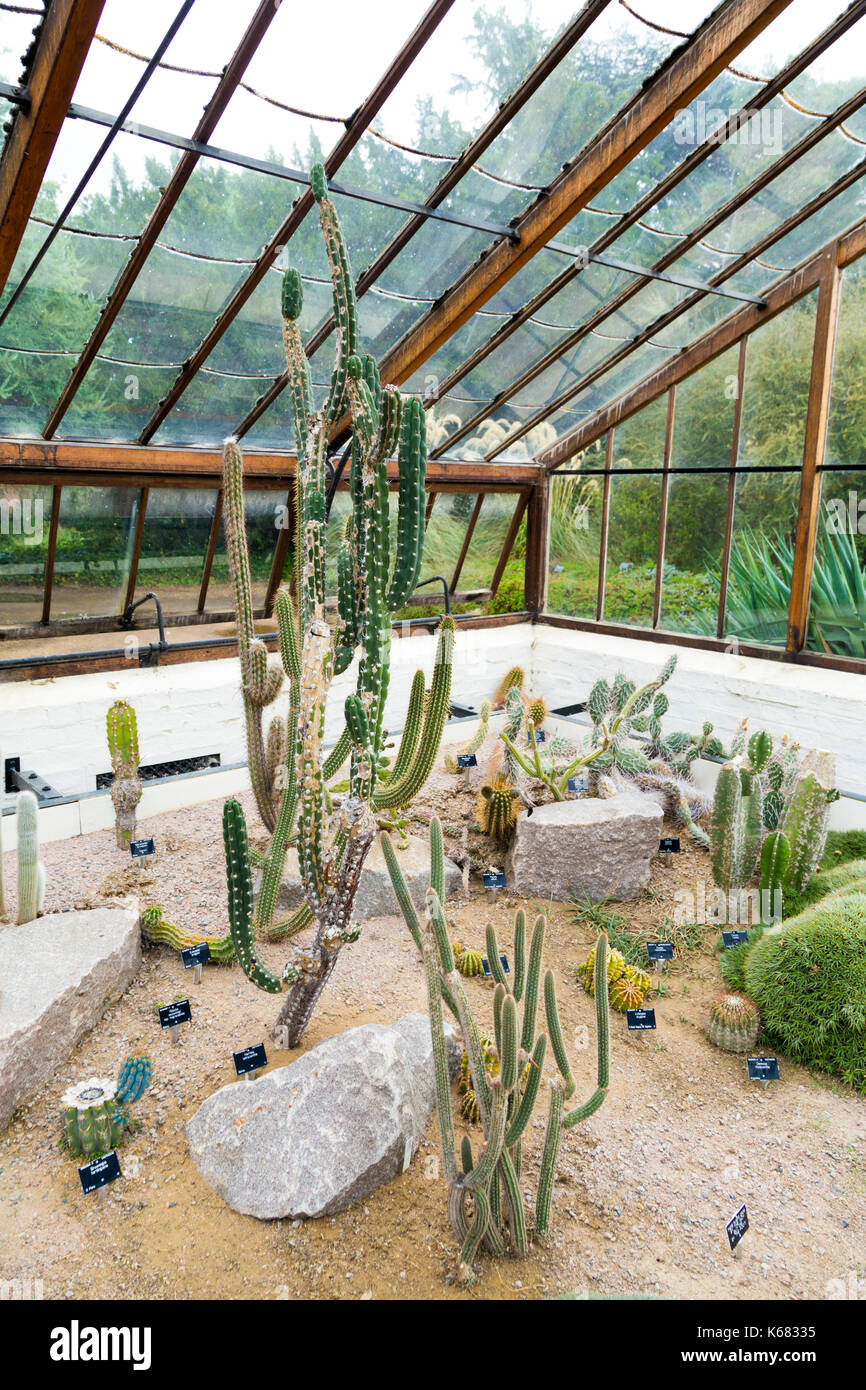 Cacti at a greenhouse at Cambridge Botanic Gardens. Cambridge, UK Stock Photo