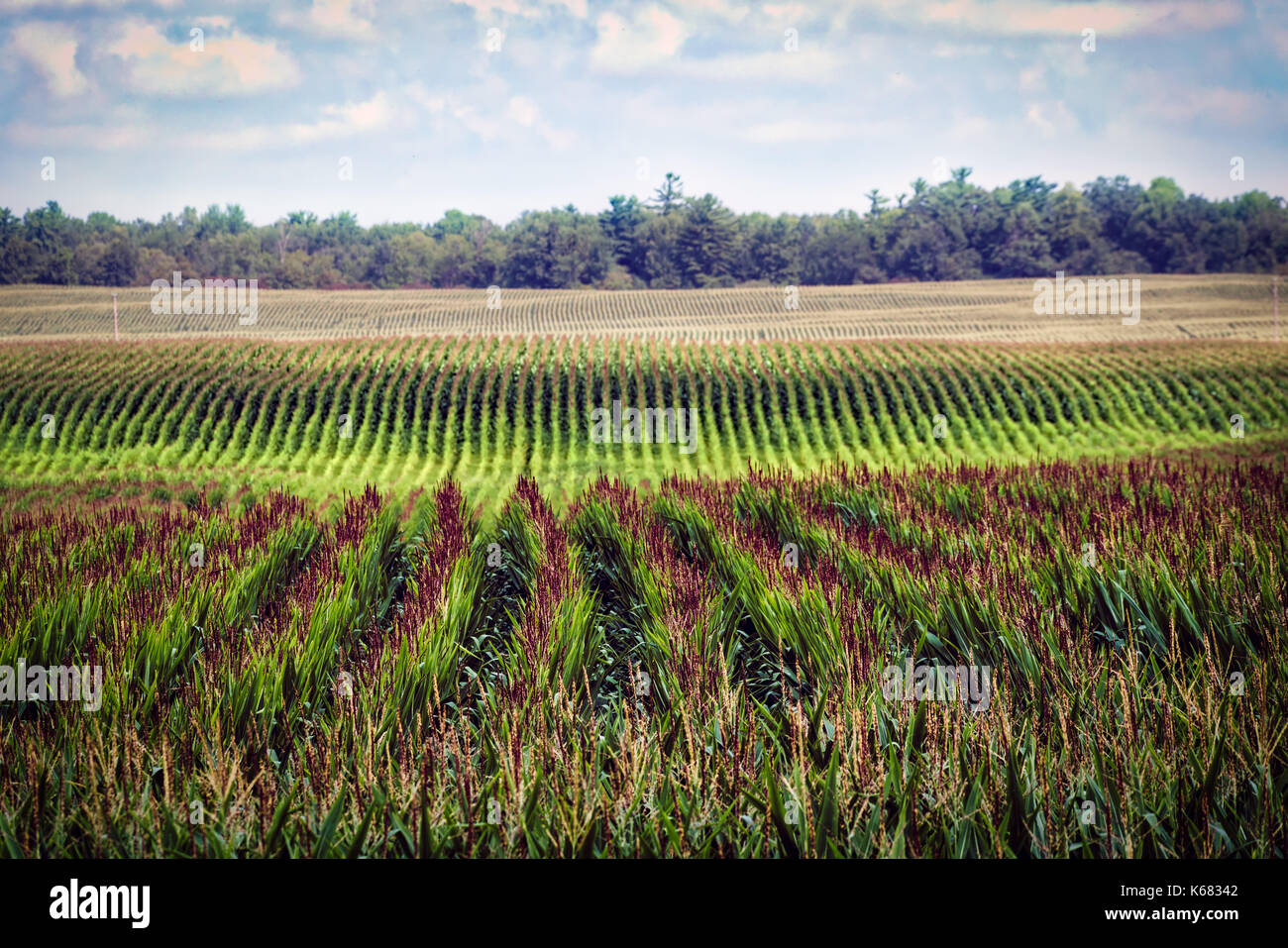 Rows of corn in a midwest field near Manitowoc, Wisconsin. Stock Photo