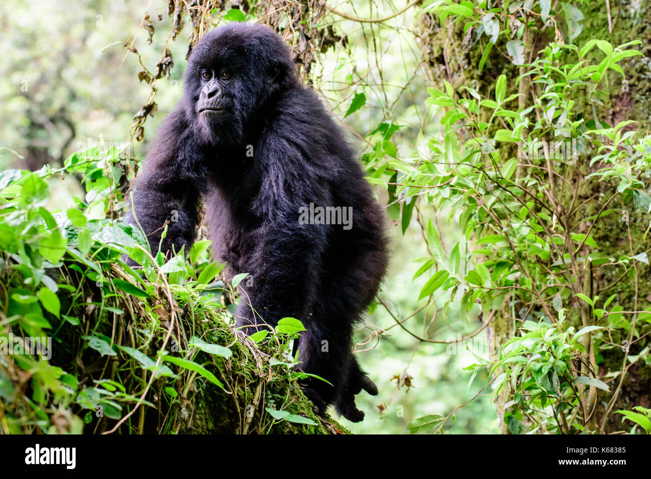 Tree climbing juvenile mountain gorilla Stock Photo Alamy