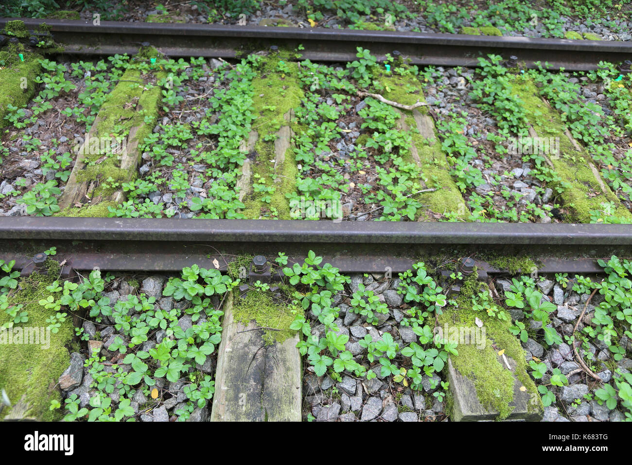 rails of an abandoned track for trains in the forest with plants Stock Photo