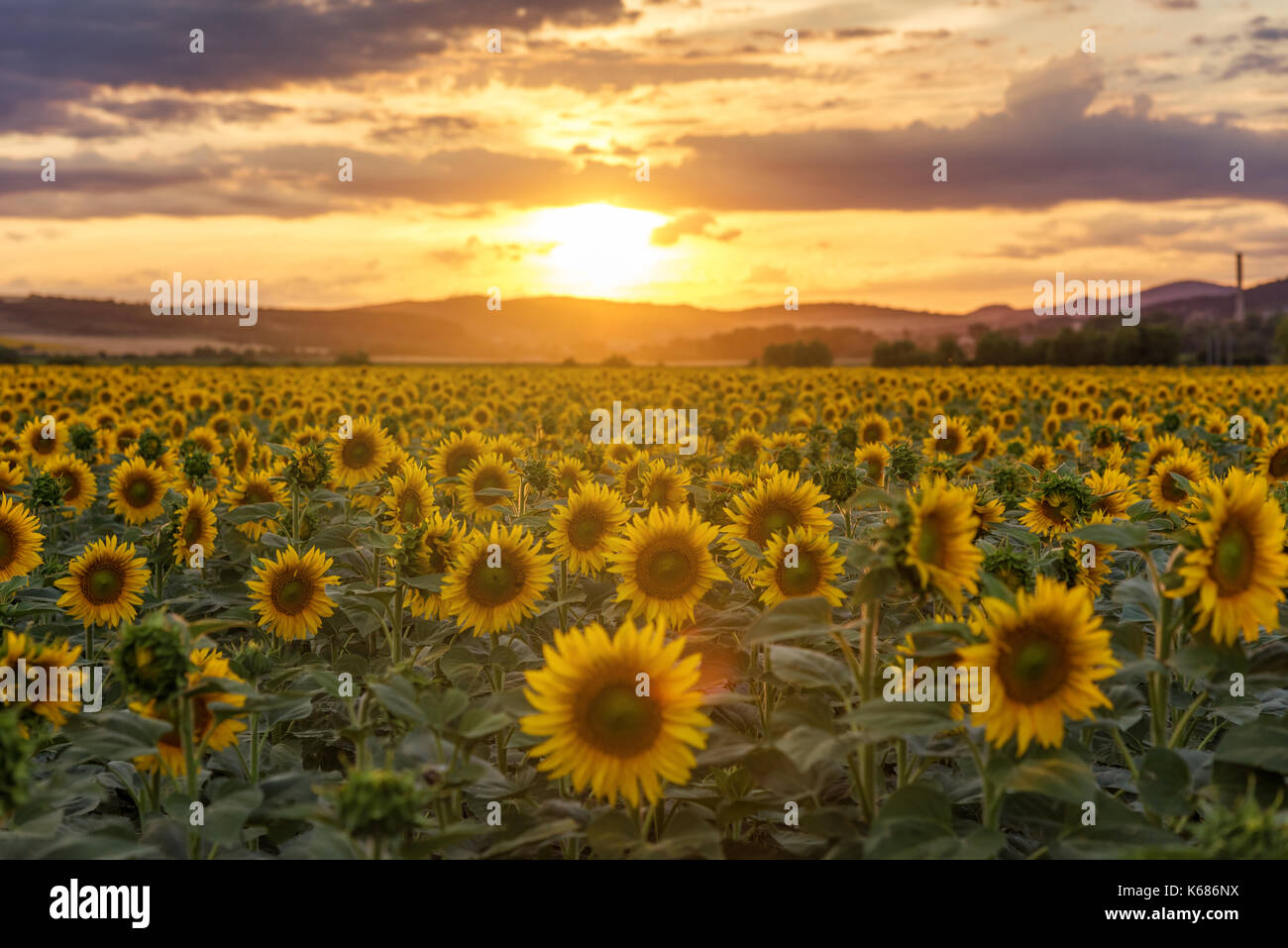 Sunflower field in rural area, under storm clouds, in summer Stock ...