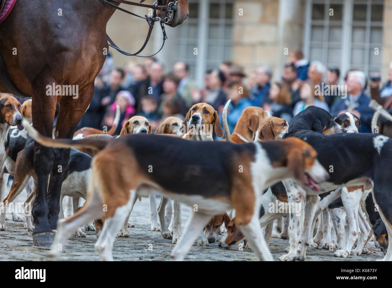 Environmental portrait of a hound during a traditional French hounds show. Stock Photo