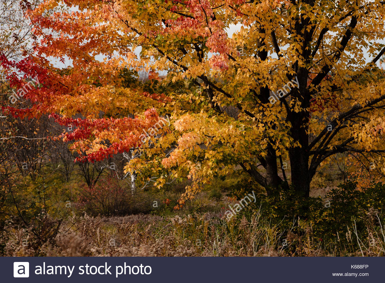 Sugar Maple Tree Wisconsin Stock Photos & Sugar Maple Tree Wisconsin