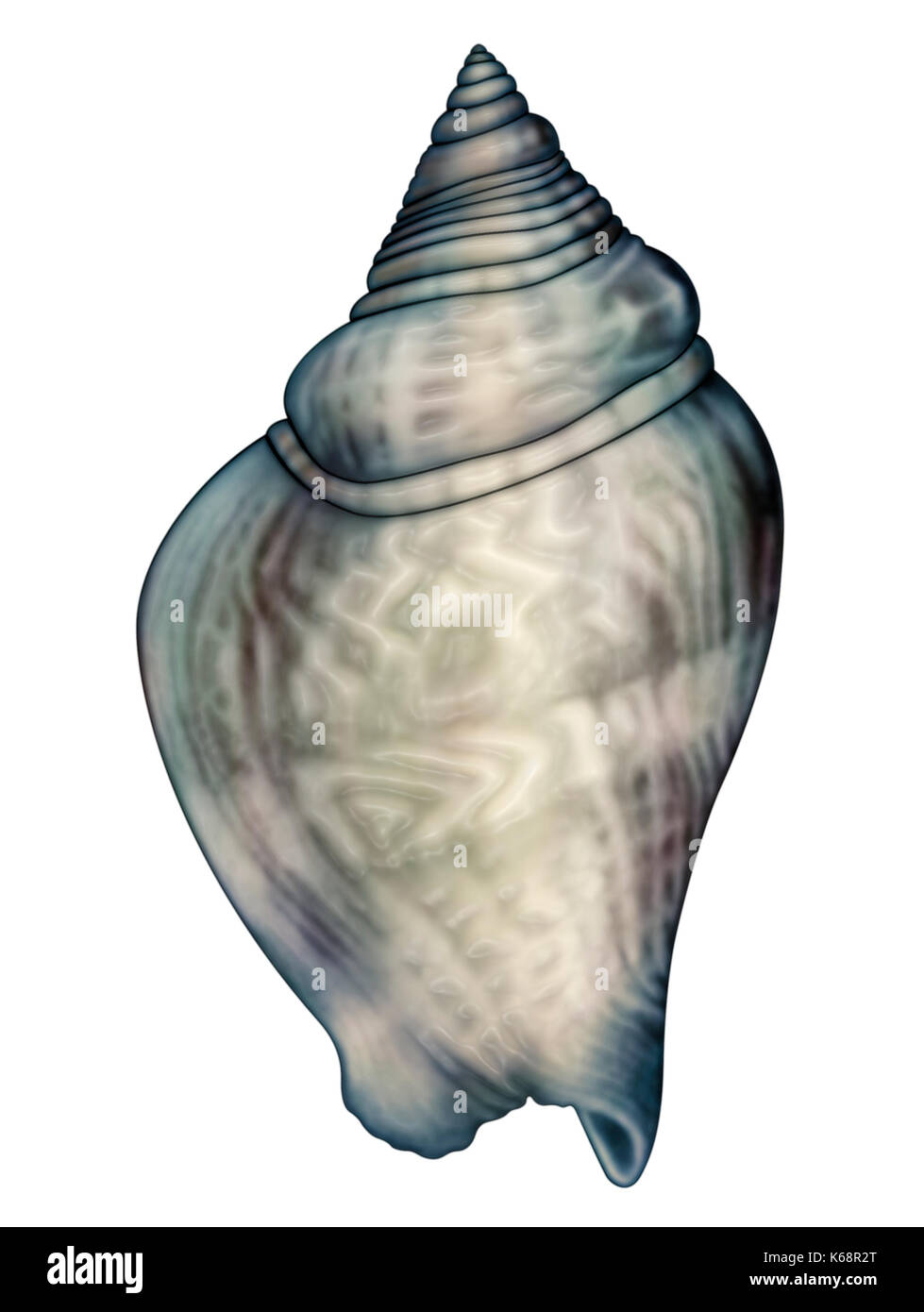 Computer generated illustration of a sea shell Stock Photo - Alamy