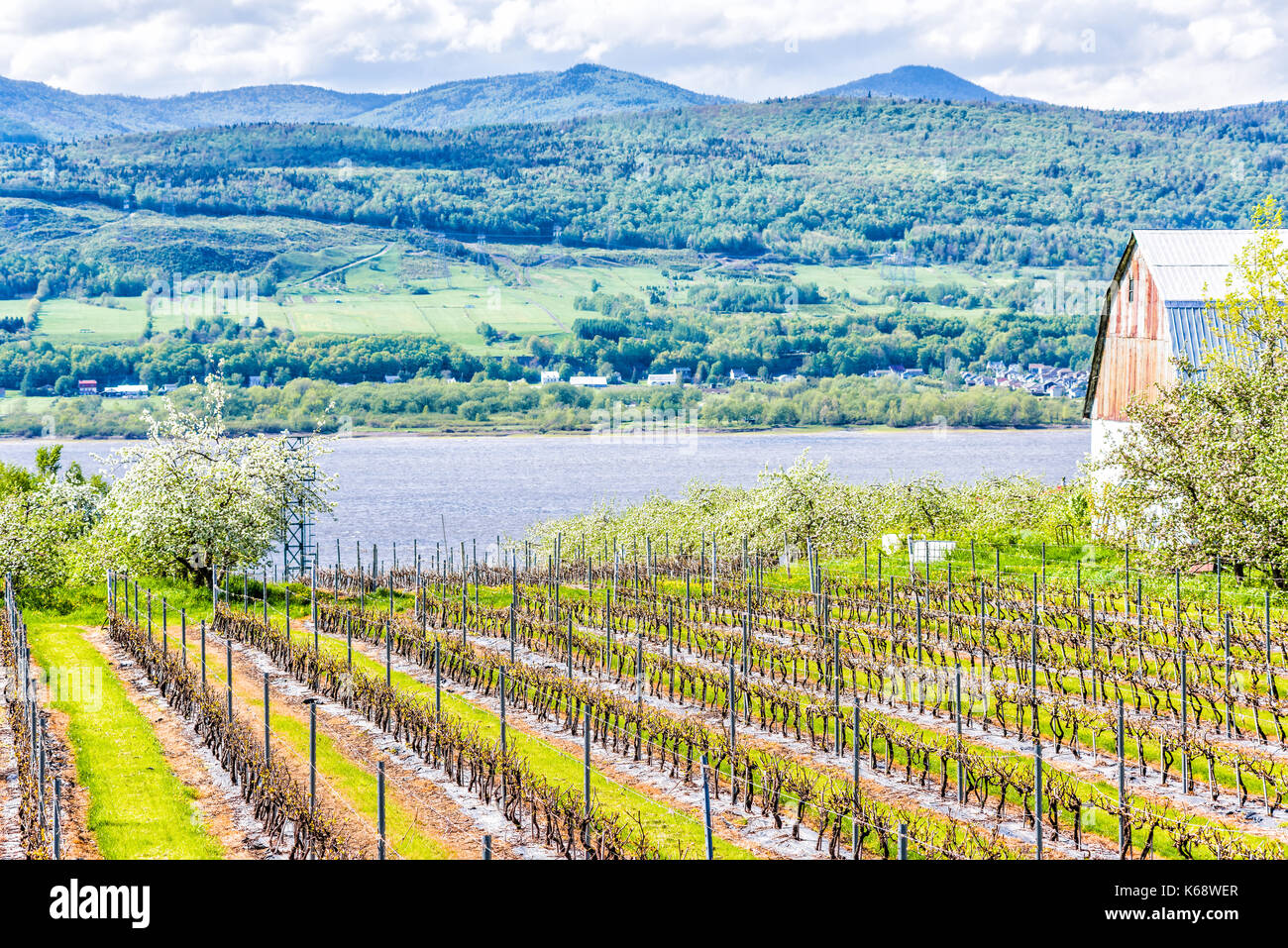 Blossom hill vineyard hires stock photography and images Alamy