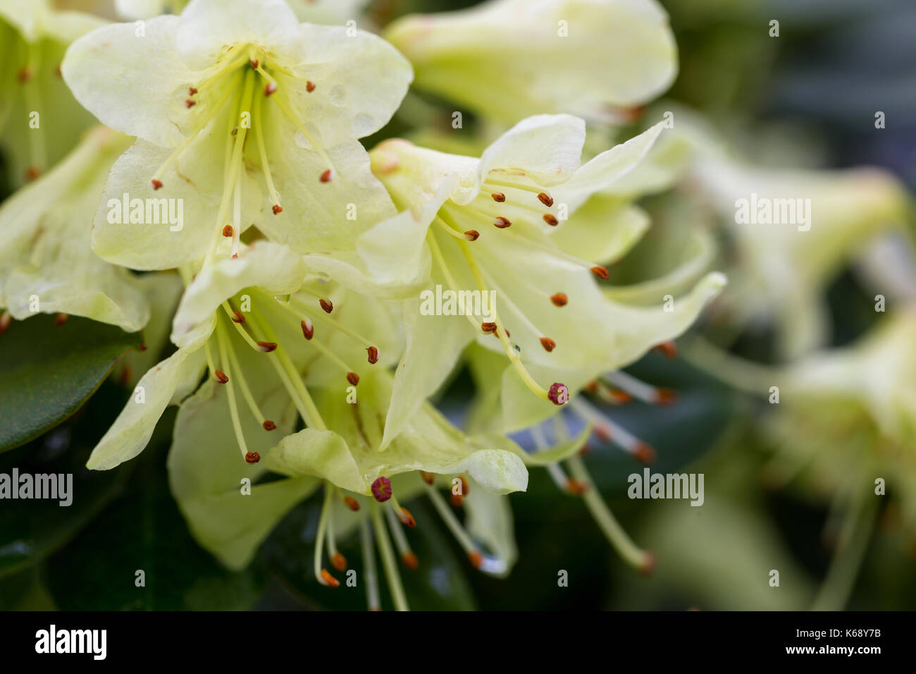 Macro Picture of Rhododendron 'Shamrock' Flower during Spring Season. Stock Photo
