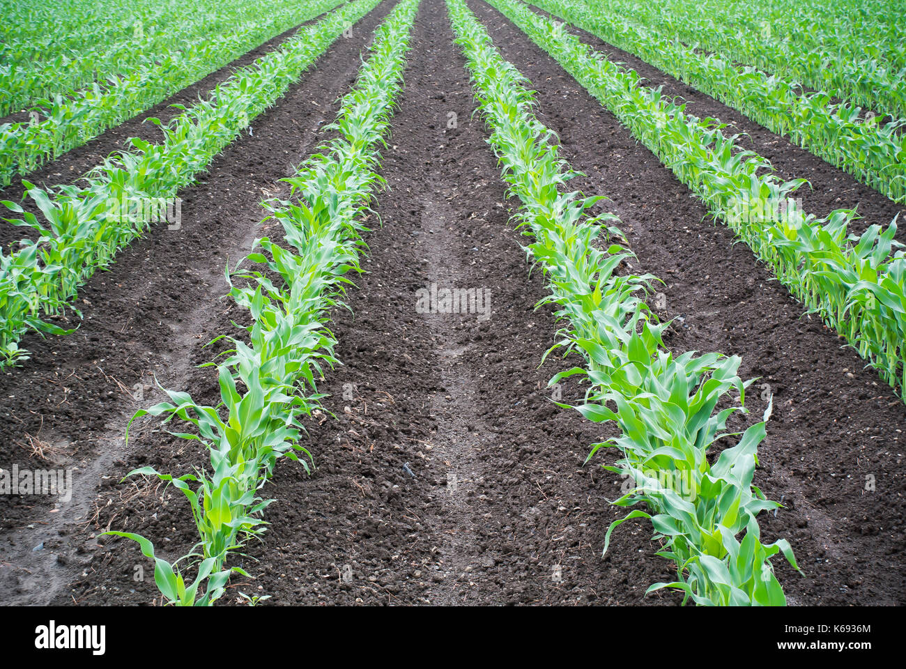 Corn Growing in Field Stock Photo Alamy