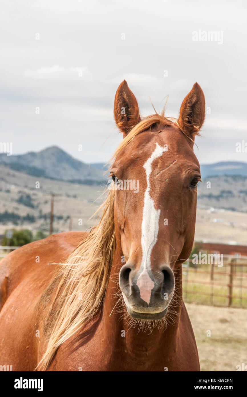 Chestnut colored horse with a stripe on its nose Stock Photo Alamy