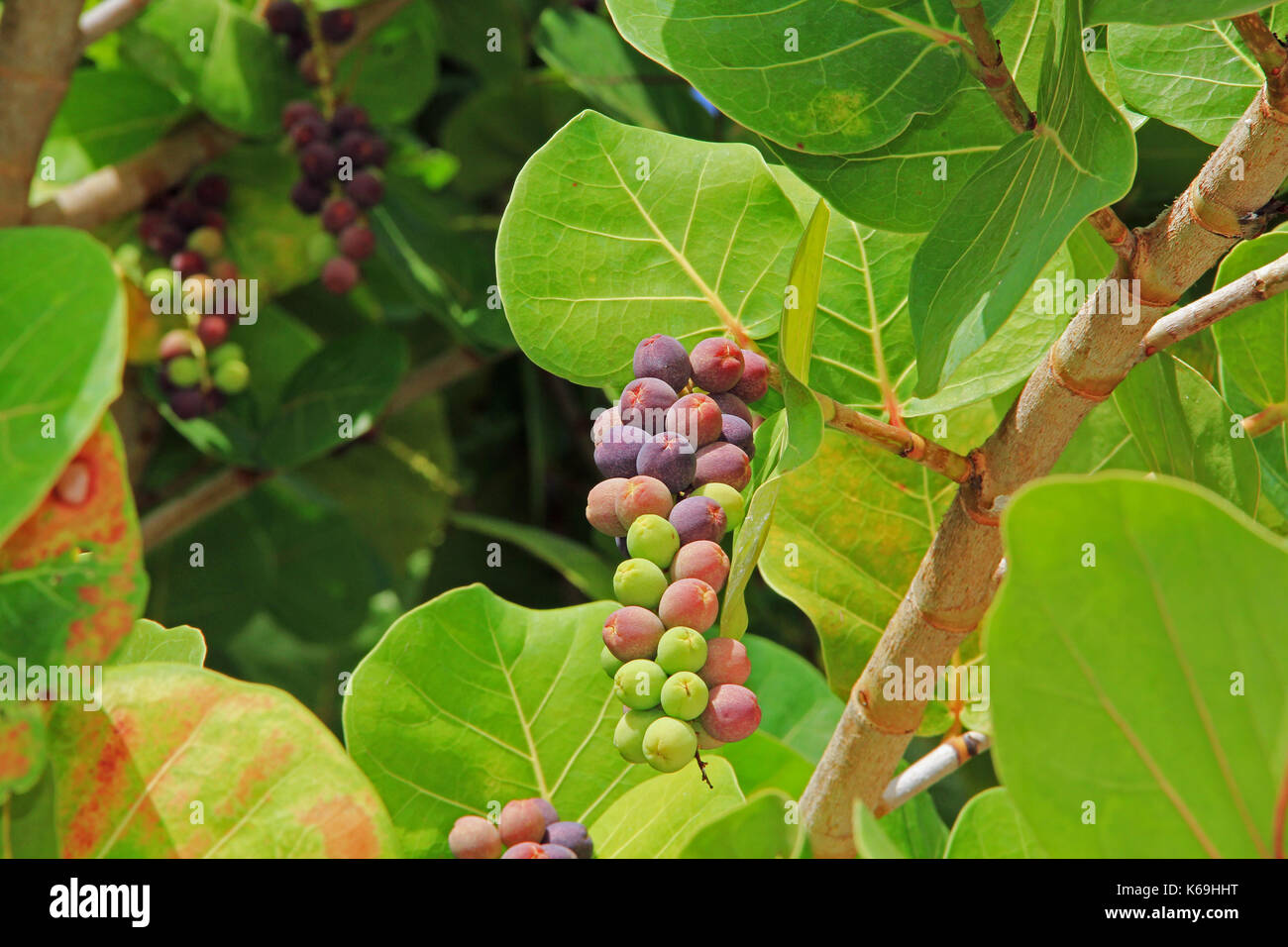 Close up View of Ripening Sea Grape Cluster Stock Photo