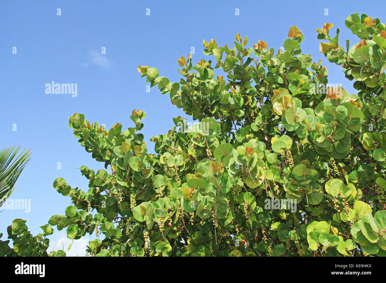 Top of a Sea Grape Tree with Copy Space Stock Photo