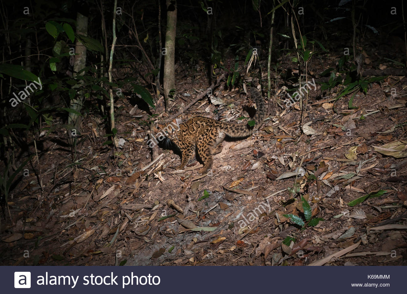 Marbled Cat Stock Photos & Marbled Cat Stock Images - Alamy