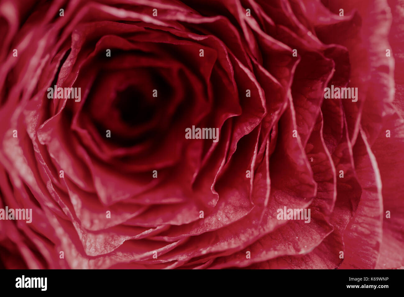 Close up macro picture of a fresh red rose Stock Photo - Alamy