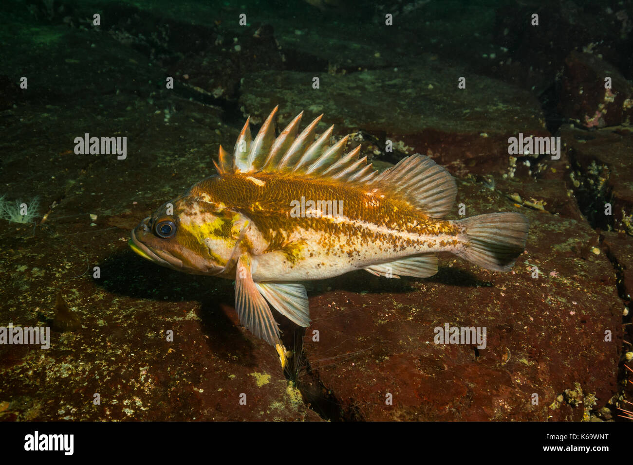 Rockfish at the bottom of the Pacific Ocean floor. Picture taken near  Honrby Island, British Columbia, Canada Stock Photo - Alamy