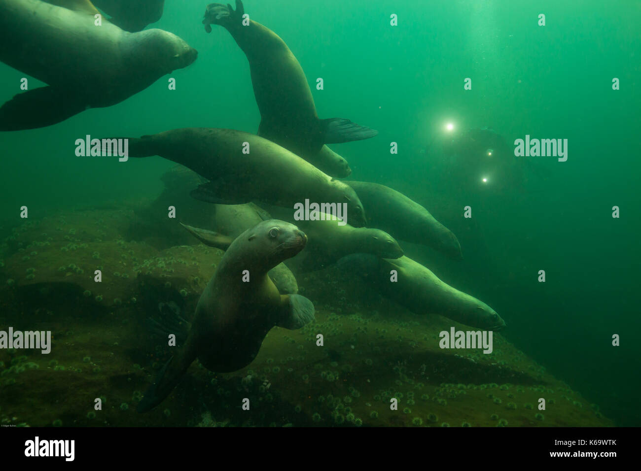 A herd of young sea lions swimming underwater in Pacific Ocean with a scuba diver in the background. Picture taken in Hornby Island, BC, Canada. Stock Photo