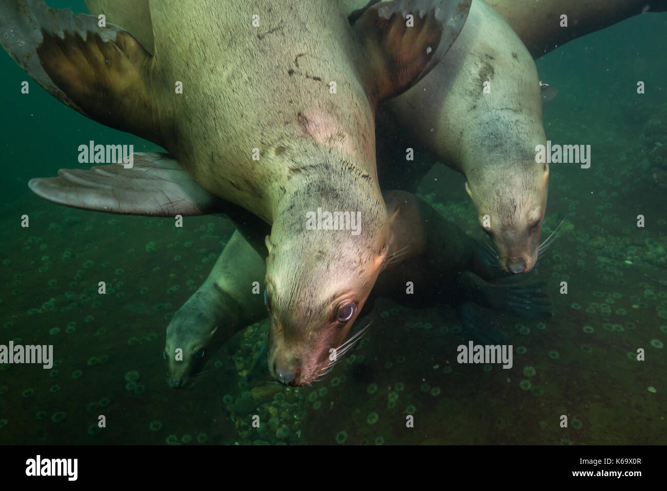 A close up picture of a group of Sea Lions swimming underwater. Picture taken in Pacific Ocean near Honby Island, British Columbia, Canada. Stock Photo