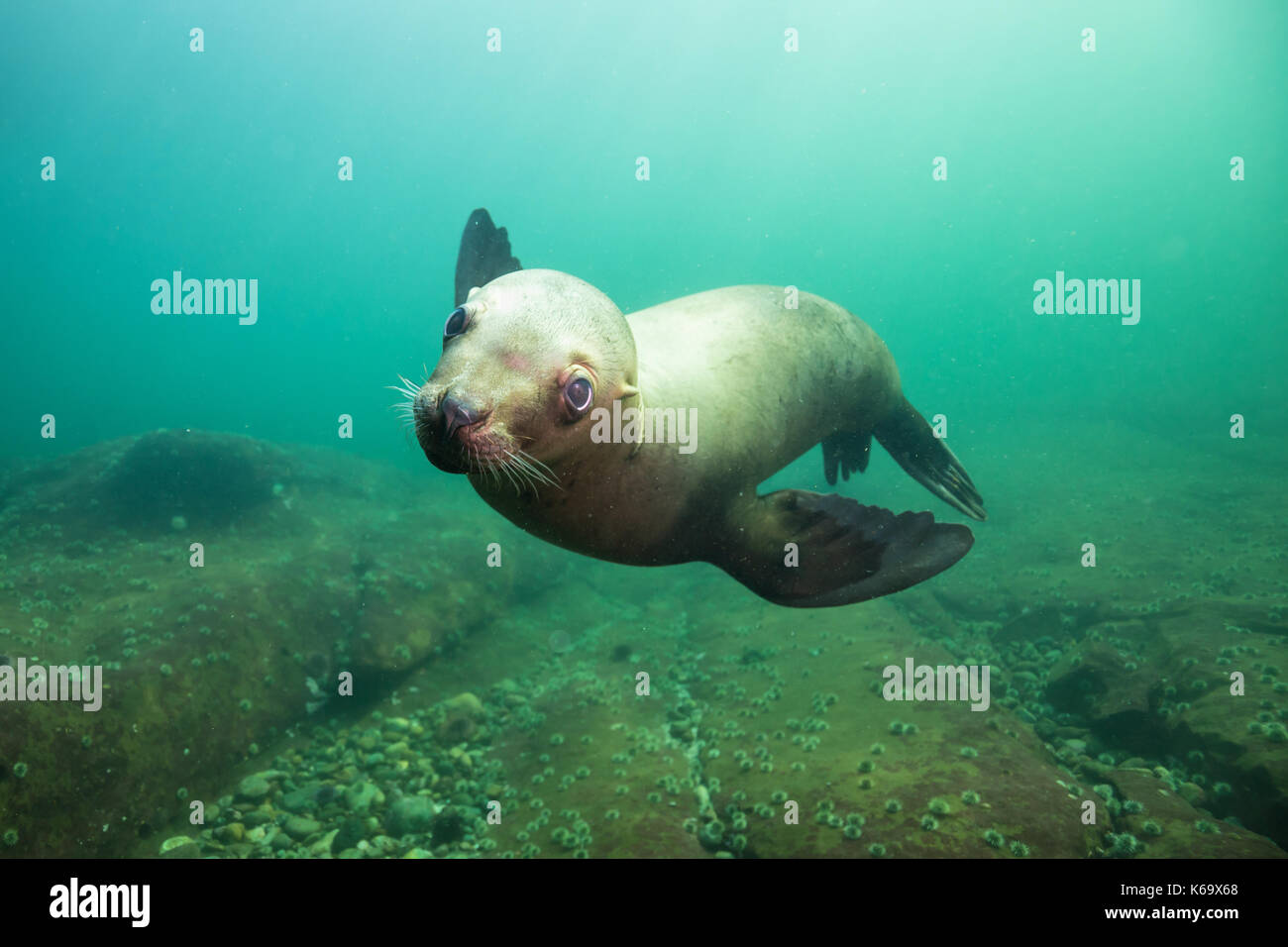 A close up picture of a cute Sea Lion swimming underwater. Picture taken in Pacific Ocean near Hornby Island, British Columbia, Canada. Stock Photo