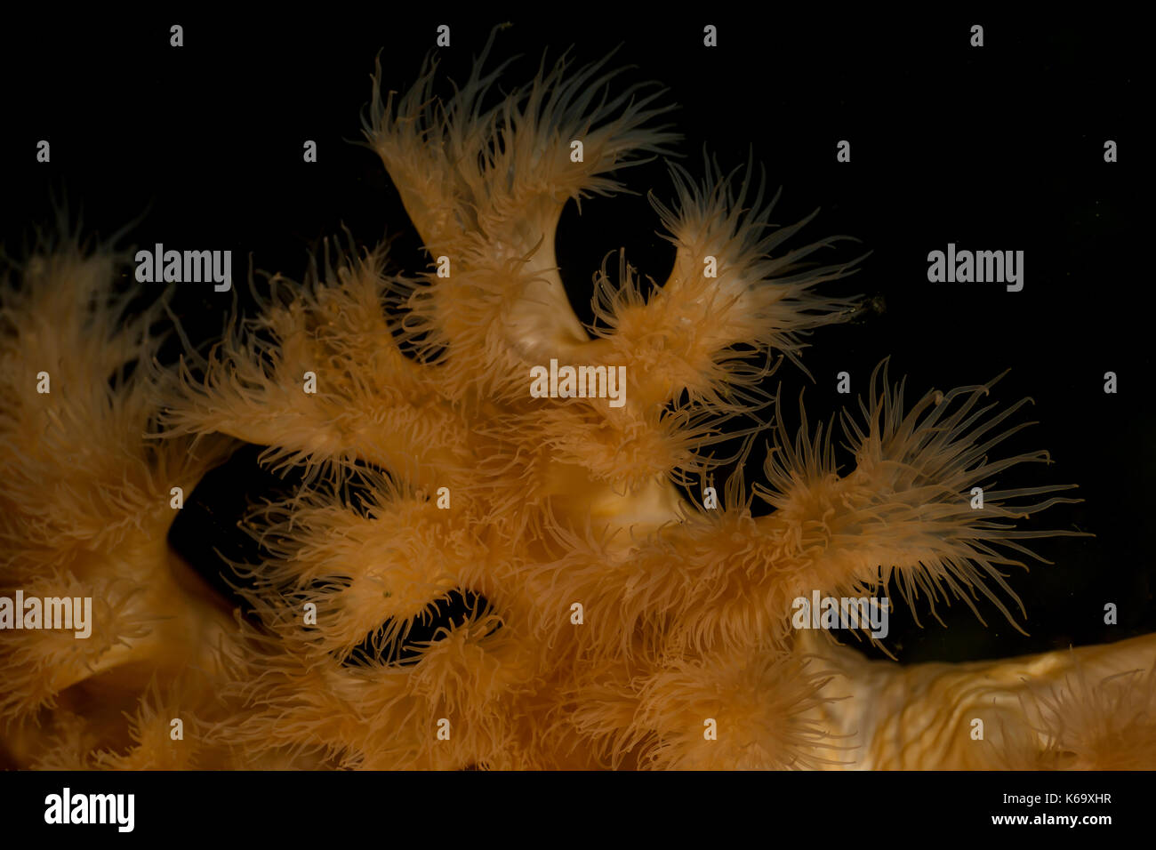 Macro Picture of Orange Plumose Anemone in Pacific Northwest Ocean