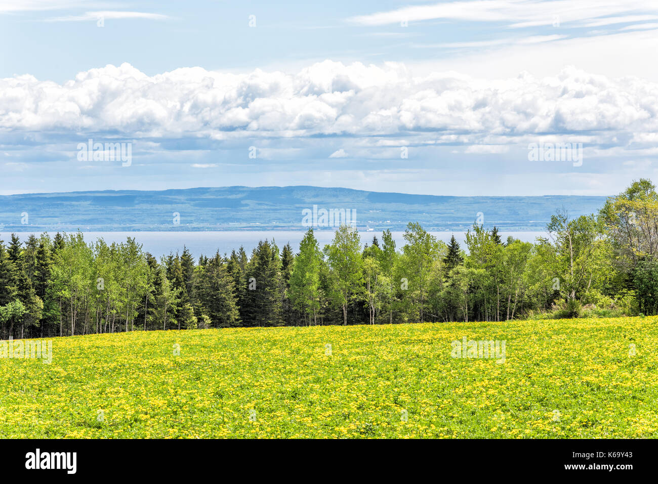 Farm field of yellow dandelion flowers in Quebec, Canada Charlevoix