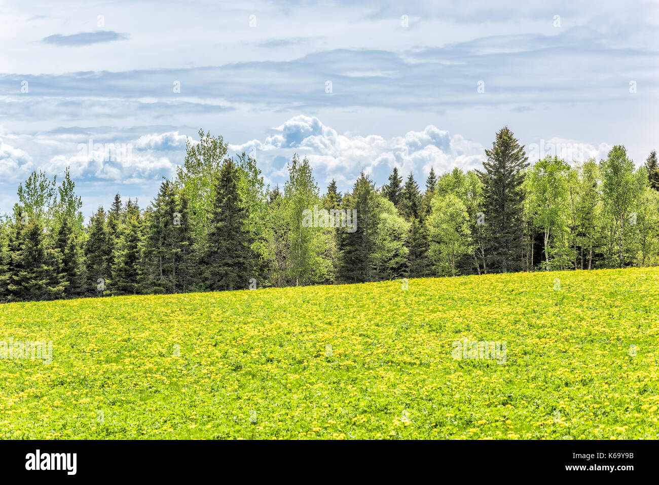 Farm field of yellow dandelion flowers in Quebec, Canada Charlevoix