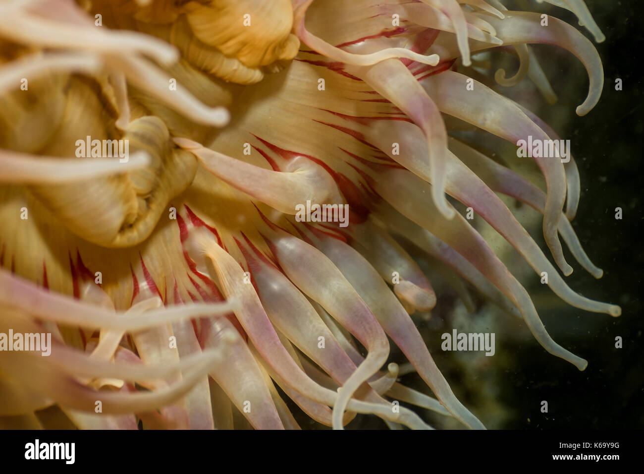 Underwater macro picture of a colorful anemone. Taken at Coopers Green, Sunshine Coast, British Columbia, Canada. Stock Photo