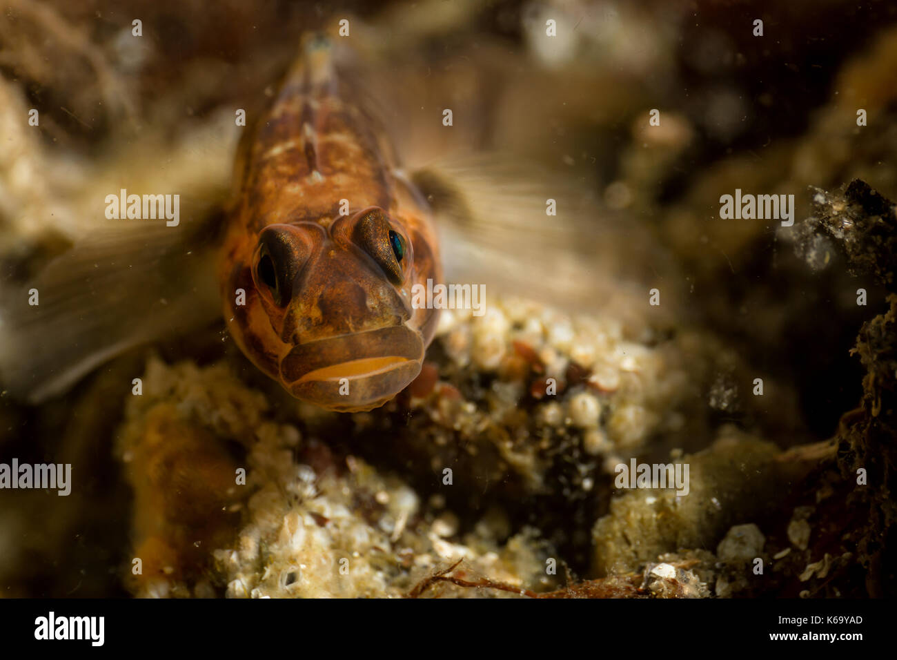 Underwater macro picture of a rock fish. Taken at Coopers Green, Sunshine Coast, British Columbia, Canada. Stock Photo