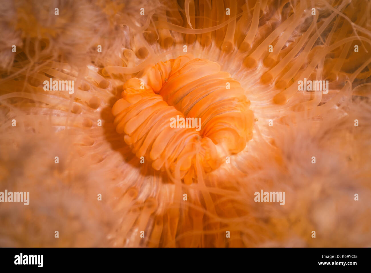 Macro Picture of Orange Plumose Anemone in Pacific Northwest Ocean