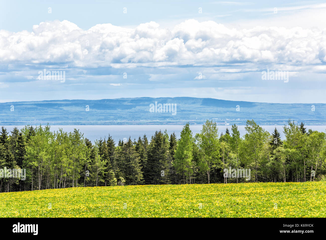 Farm field of yellow dandelion flowers in Quebec, Canada Charlevoix