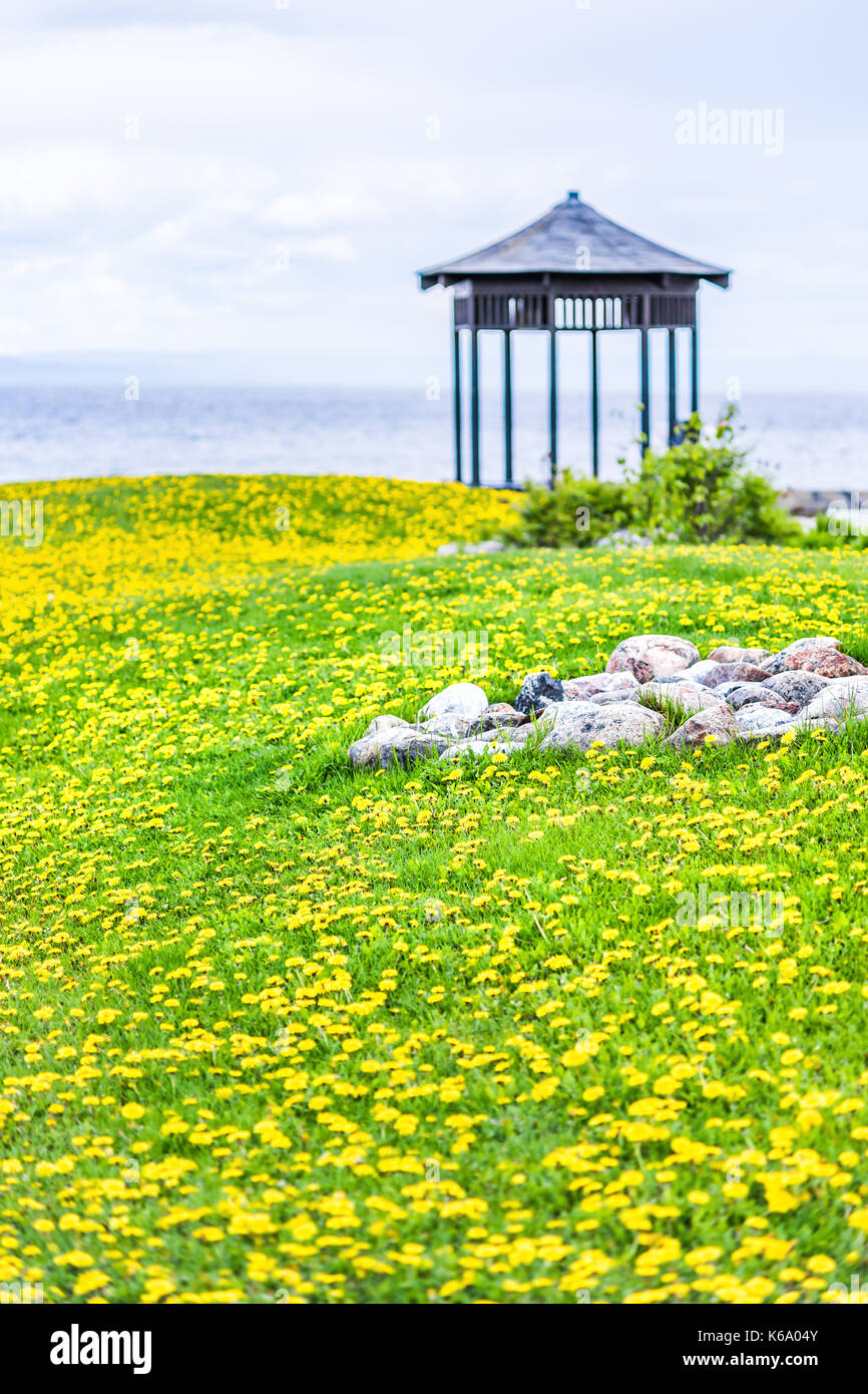 Field of yellow dandelion flowers, grass field by Saint Lawrence river