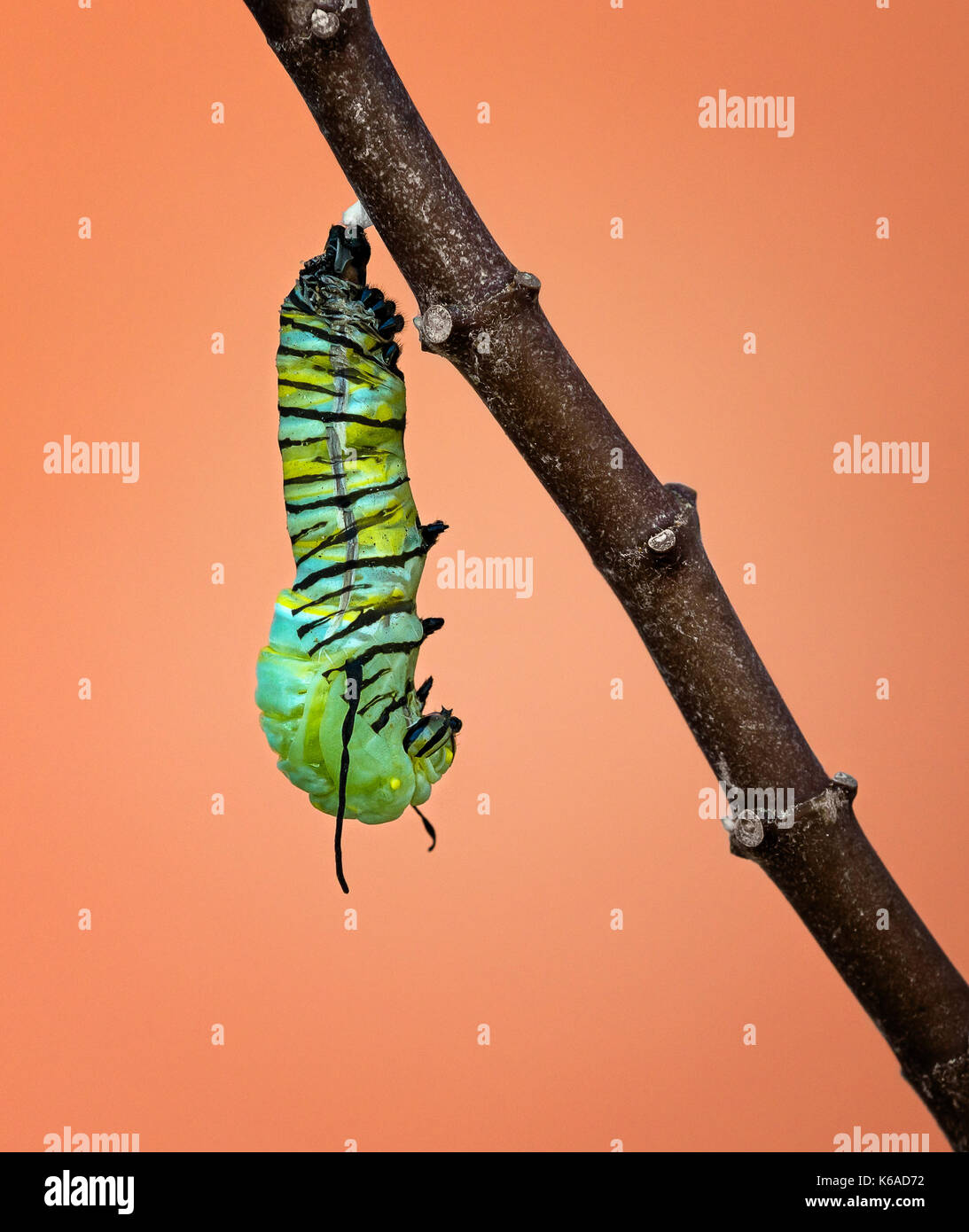 A Monarch caterpillar shedding its skin and pupating as it starts to form its chrysalis on a milkweed branch Stock Photo
