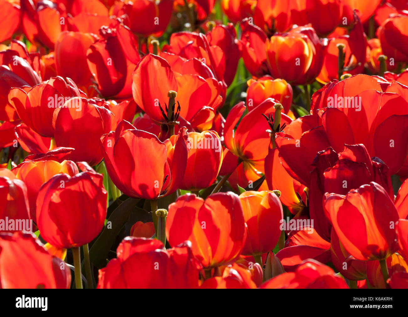 Massed red tulips growing in flower bed Stock Photo