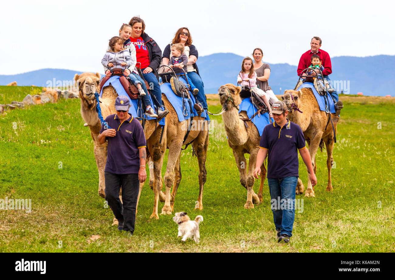 Camel rides at Canberra's Arboretum during school holidays Stock Photo