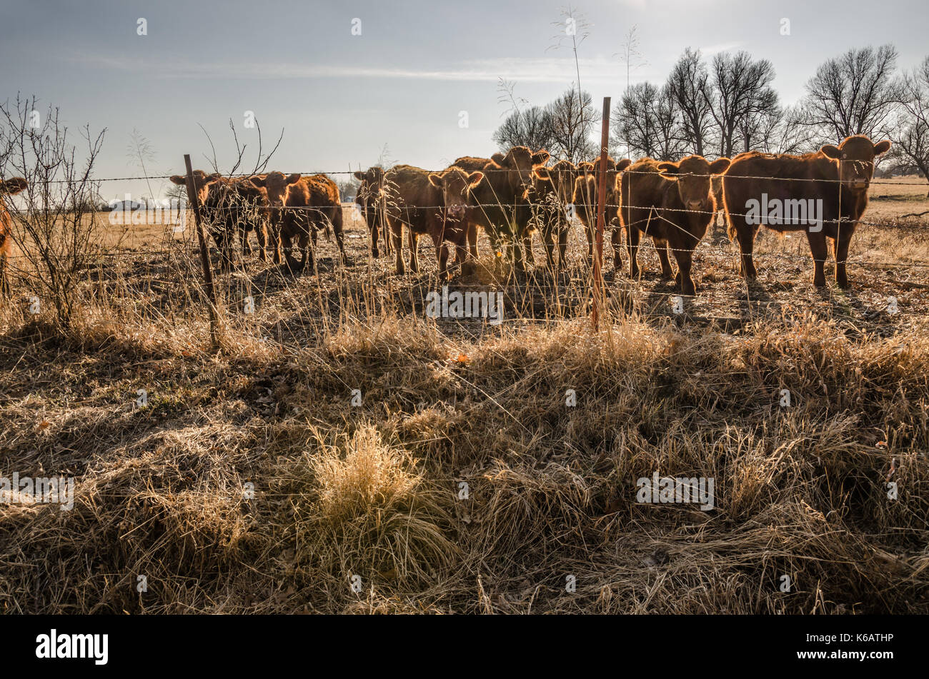 Curious cows formed a welcoming committee to check out the person behind the camera Stock Photo