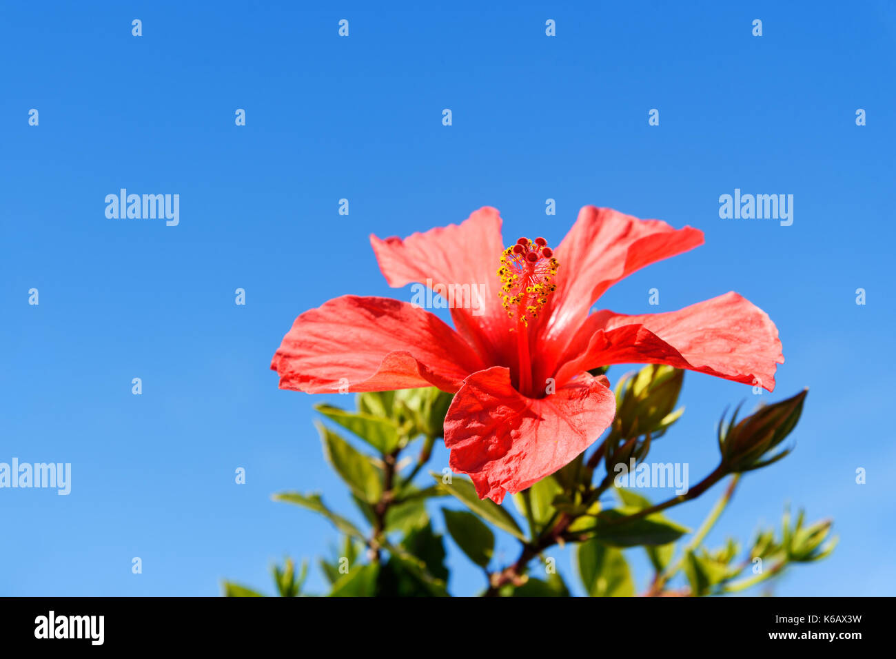 Red Hibiscus flower in the garden on blue sky Stock Photo