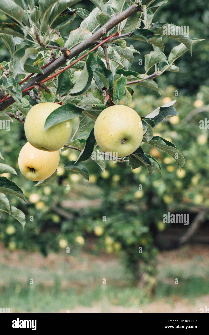 Golden apples ready for picking from the tree in an orchard in the autumn Stock Photo
