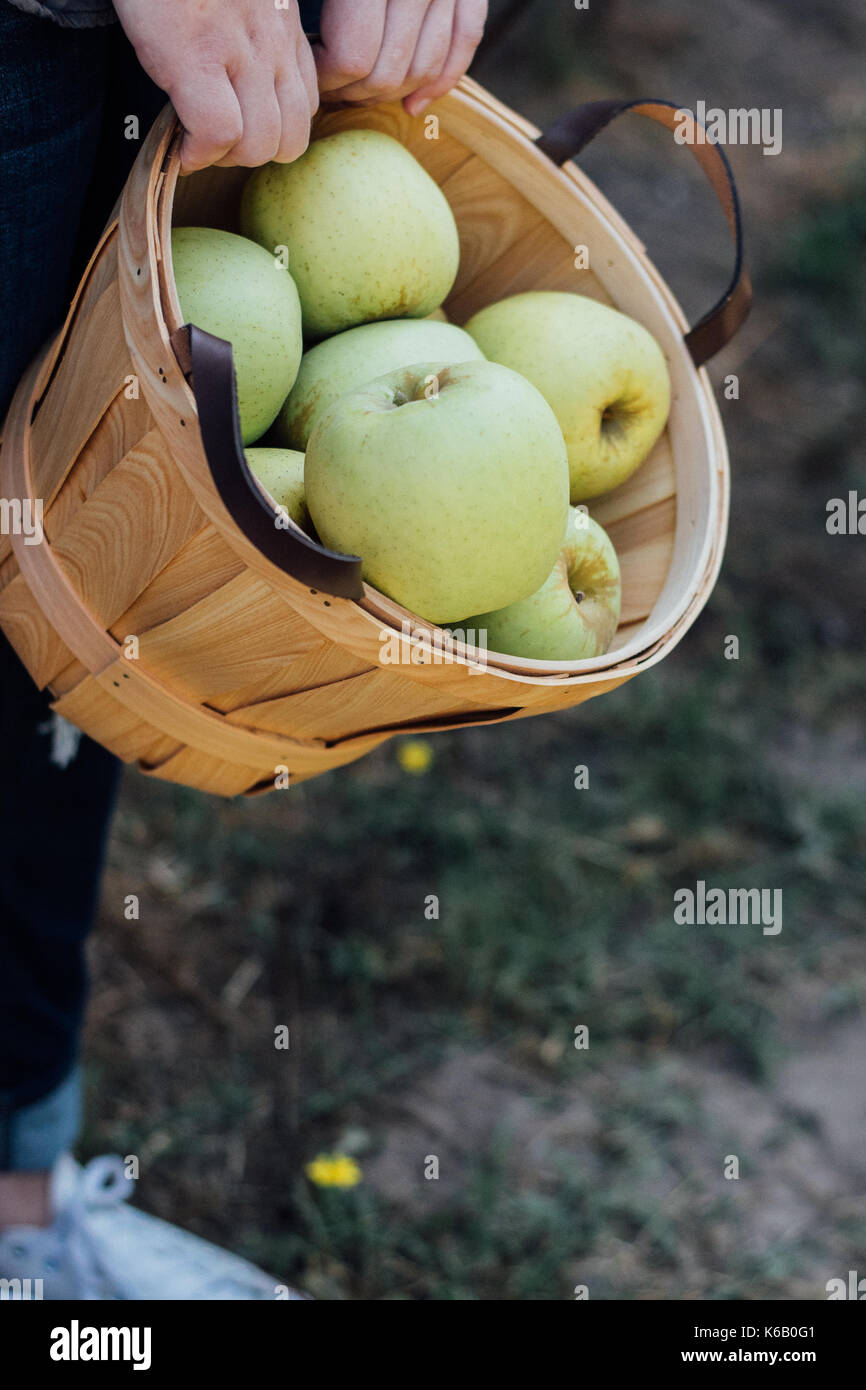 Golden apples ready for picking from the tree in an orchard in the autumn Stock Photo